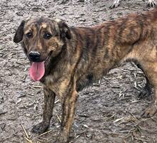 MILO, Hund, Mischlingshund in Griechenland - Bild 1