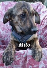 MILO, Hund, Mischlingshund in Griechenland - Bild 17