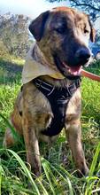 WINNIE, Hund, Mischlingshund in Griechenland - Bild 7