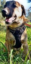 WINNIE, Hund, Mischlingshund in Griechenland - Bild 8