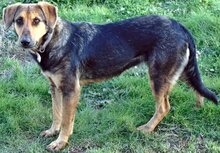 HARRIET, Hund, Mischlingshund in Wesel - Bild 18