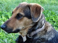 HARRIET, Hund, Mischlingshund in Wesel - Bild 30