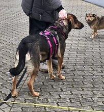 HARRIET, Hund, Mischlingshund in Wesel - Bild 8