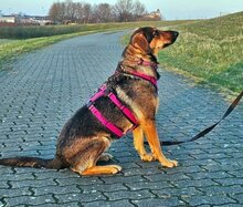 HARRIET, Hund, Mischlingshund in Wesel - Bild 9