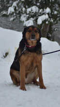 ROTTI, Hund, Mischlingshund in Friesenhagen - Bild 2