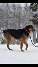 ROTTI, Hund, Mischlingshund in Friesenhagen - Bild 5