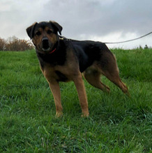 ROTTI, Hund, Mischlingshund in Friesenhagen - Bild 7