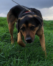 ROTTI, Hund, Mischlingshund in Friesenhagen - Bild 9