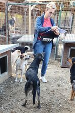 SICCO, Hund, Mischlingshund in Rumänien - Bild 3