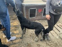 SICCO, Hund, Mischlingshund in Rumänien - Bild 5