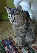 MURR, Katze, Hauskatze in Bulgarien - Bild 3