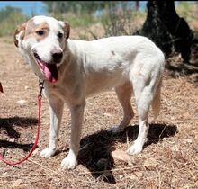 ANETTA, Hund, Mischlingshund in Griechenland - Bild 1