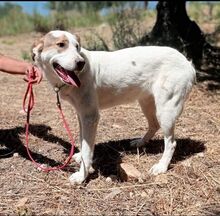 ANETTA, Hund, Mischlingshund in Griechenland - Bild 2