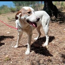 ANETTA, Hund, Mischlingshund in Griechenland - Bild 3