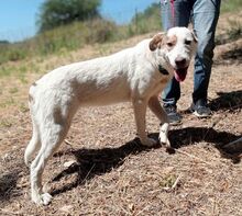 ANETTA, Hund, Mischlingshund in Griechenland - Bild 5