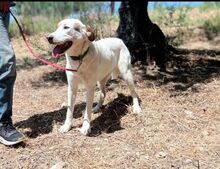 ANETTA, Hund, Mischlingshund in Griechenland - Bild 6