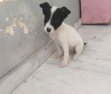 MAYA, Hund, Mischlingshund in Griechenland - Bild 17