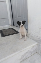 MAYA, Hund, Mischlingshund in Griechenland - Bild 19