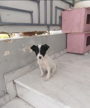 MAYA, Hund, Mischlingshund in Griechenland - Bild 21