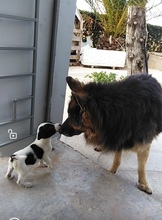 MAYA, Hund, Mischlingshund in Griechenland - Bild 23