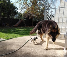 MAYA, Hund, Mischlingshund in Griechenland - Bild 24
