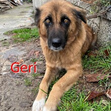 GERI, Hund, Mischlingshund in Bulgarien - Bild 1