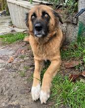 GERI, Hund, Mischlingshund in Bulgarien - Bild 2