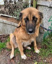 GERI, Hund, Mischlingshund in Bulgarien - Bild 3