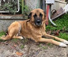 GERI, Hund, Mischlingshund in Bulgarien - Bild 5