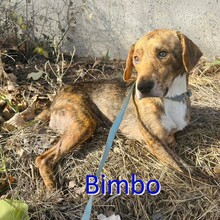 BIMBO, Hund, Mischlingshund in Bulgarien - Bild 1