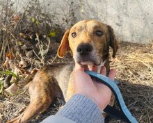 BIMBO, Hund, Mischlingshund in Bulgarien - Bild 2