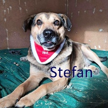 STEFAN, Hund, Mischlingshund in Bulgarien - Bild 1