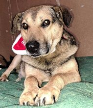 STEFAN, Hund, Mischlingshund in Bulgarien - Bild 3