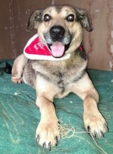 STEFAN, Hund, Mischlingshund in Bulgarien - Bild 4