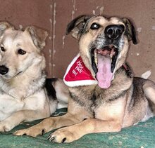 STEFAN, Hund, Mischlingshund in Bulgarien - Bild 5
