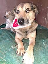 STEFAN, Hund, Mischlingshund in Bulgarien - Bild 6