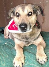 STEFAN, Hund, Mischlingshund in Bulgarien - Bild 7