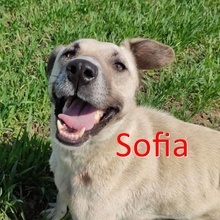 SOFIA, Hund, Mischlingshund in Bulgarien - Bild 1