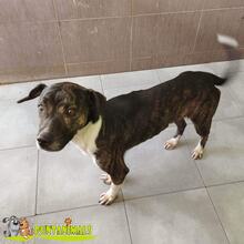 IKON, Hund, Mischlingshund in Spanien - Bild 3
