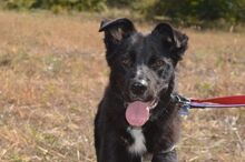 PUHI, Hund, Mischlingshund in Bulgarien - Bild 2