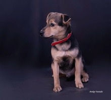 MILO, Hund, Mischlingshund in Ungarn - Bild 1