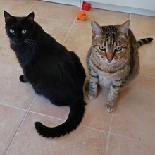 BRION, Katze, Europäisch Kurzhaar-Mix in Spanien - Bild 22