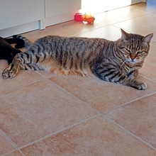 BRION, Katze, Europäisch Kurzhaar-Mix in Spanien - Bild 23