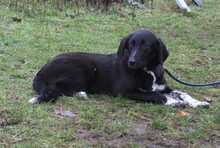 HUMMEL, Hund, Mischlingshund in Elmshorn