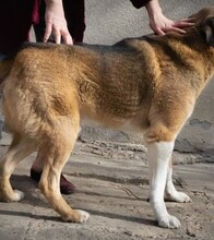TOBBY, Hund, Mischlingshund in Berlin - Bild 1
