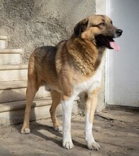 TOBBY, Hund, Mischlingshund in Berlin - Bild 4