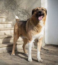 TOBBY, Hund, Mischlingshund in Berlin - Bild 7