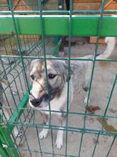 LADY, Hund, Mischlingshund in Rumänien - Bild 1