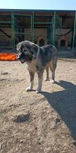 LADY, Hund, Mischlingshund in Rumänien - Bild 3