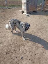 LADY, Hund, Mischlingshund in Rumänien - Bild 4